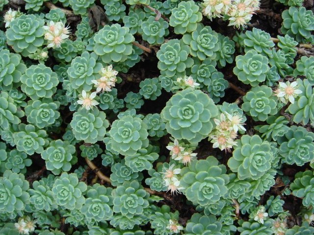 Sedum pachyclados